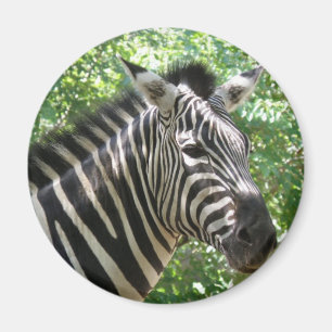 Schwarz-Weiß-Zebra-Magnet Magnet