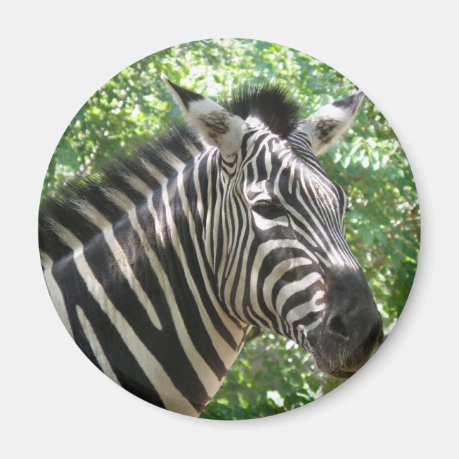 Schwarz-Weiß-Zebra-Magnet Magnet (Vorne)