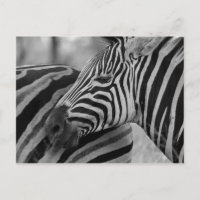 Schwarz/Weiß-Zebra-Postkarte