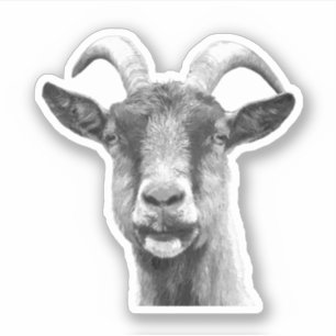 Schwarz-Weiß-Ziege Aufkleber