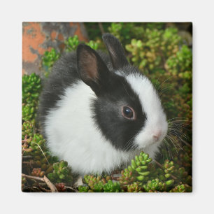 Schwarz-Weiß-Zwerg Mini-Kaninchen Magnet