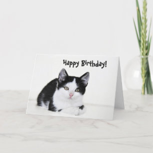 Schwarz-weiße bedachte Kitten Grußkarte Karte