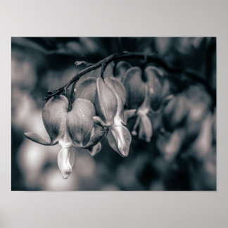 Schwarz-weiße Blutherzblumen Poster
