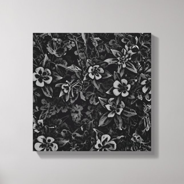 Schwarz-weiße Columbine Blume Colorado Leinwand Pa (Vorderseite)