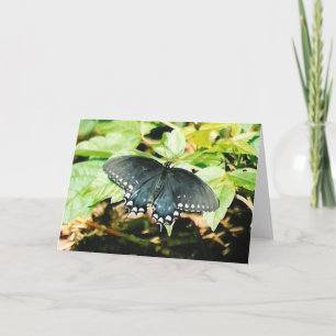 Schwarz-weiße Frack Butterfly Grußkarten Karte