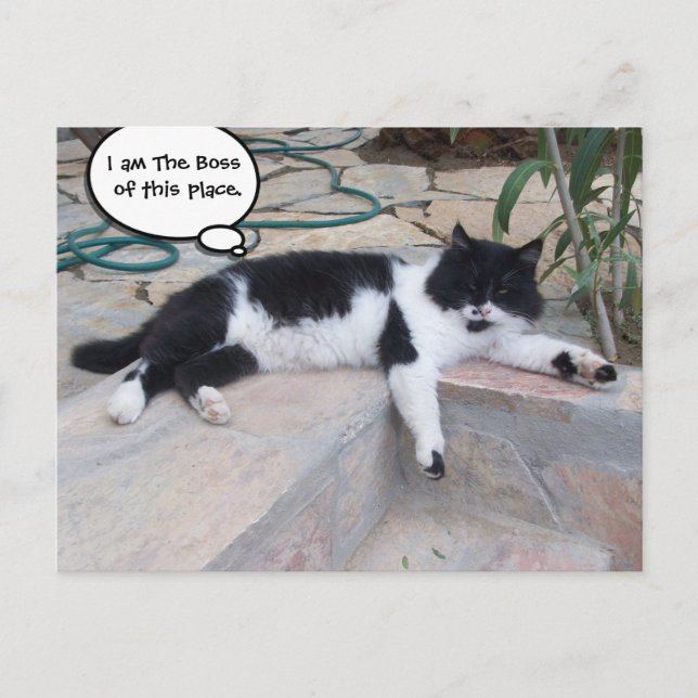 SCHWARZ-WEISSE GROSSE TÜRKISCHE KATZE IN SEINEM GA POSTKARTE (Vorderseite)