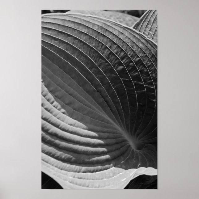 Schwarz-weiße Hosta-Blatt Poster (Vorne)