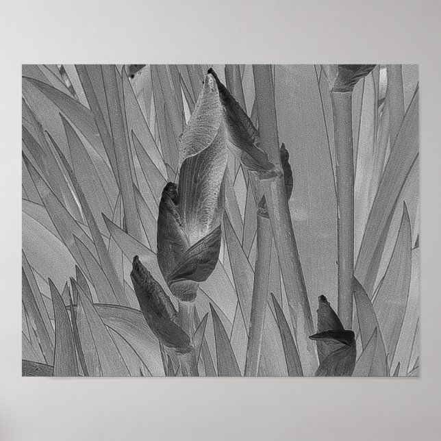 Schwarz-weiße Iris Blume Original Art Poster (Vorne)