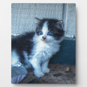 Schwarz + Weiße Kitte Fotoplatte