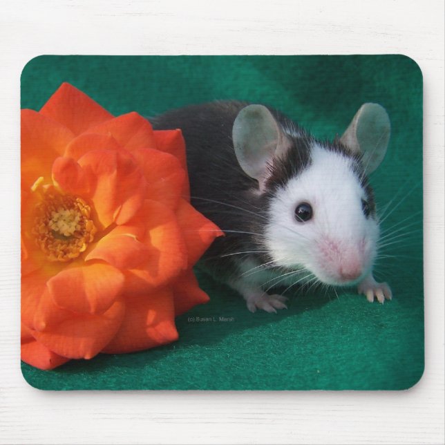 Schwarz-weiße Maus und orange Tee-Rose Mousepad (Vorne)