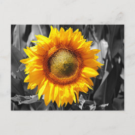 Schwarz-weiße Monochrome Gelbblüte Postkarte