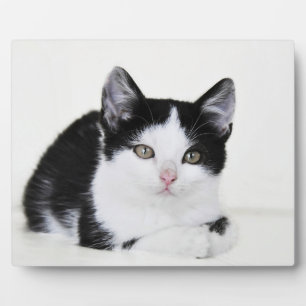 Schwarz Weiße Nachdenkliche Katzenfoto-Schilder Fotoplatte