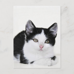 Schwarz-weiße, nachdenkliche Kitten Postkarte