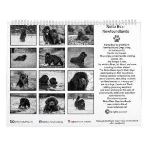 Schwarz-weiße Neufundländer-Fotografie Kalender