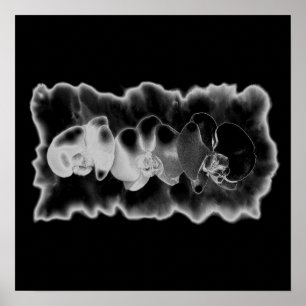 Schwarz-weiße Orchideenmalerei Poster