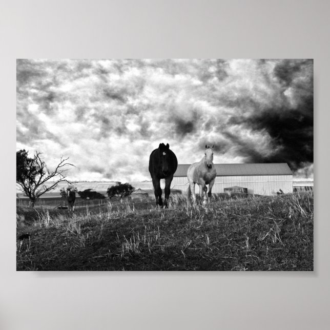 Schwarz-weiße Pferdefotografie, Plakat (Vorne)