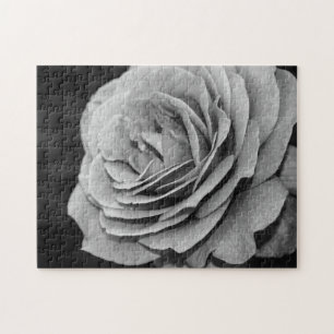 Schwarz-Weiße Rose
