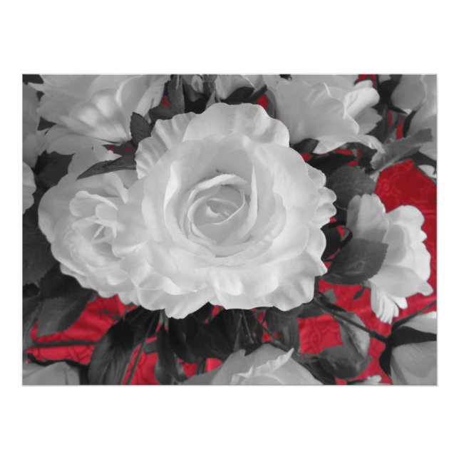 Schwarz-weiße rote Rosen Fotodruck (Vorne)