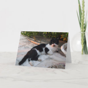 SCHWARZ-WEIßE TÜRKISCHE KATZE PIERO KARTE