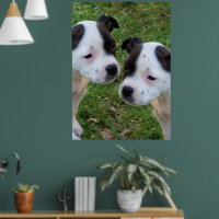 Schwarz-weiße Welpen aus Staffordshire Bull Terrie
