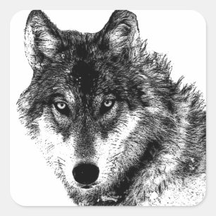Schwarz-weiße Wolf-Augen Quadratischer Aufkleber
