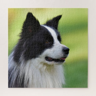 Schwarz-weißer Border Collie Hund