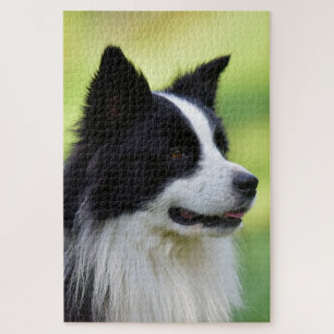 Schwarz-weißer Border Collie Hund