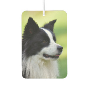 Schwarz-weißer Border Collie Hund Autolufterfrischer