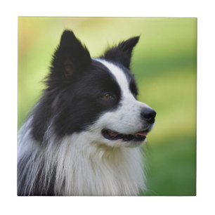 Schwarz-weißer Border Collie Hund Fliese
