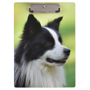 Schwarz-weißer Border Collie Hund Klemmbrett