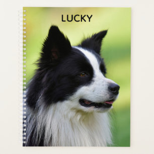 Schwarz-weißer Border Collie Hund Planer