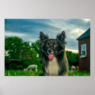 Schwarz-weißer Border Collie Hund Poster