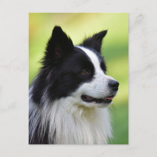 Schwarz-weißer Border Collie Hund Postkarte