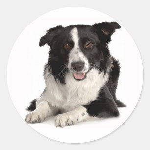 Schwarz-weißer Border Collie Welpe Hund Aufkleber
