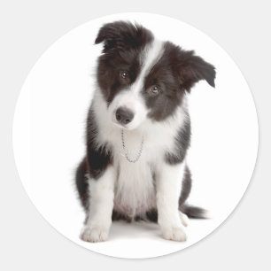 Schwarz-weißer Border Collie Welpe Hund Runder Aufkleber