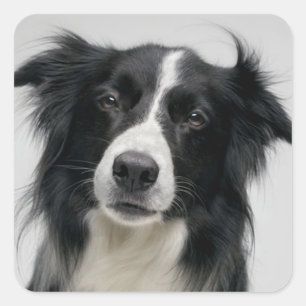 Schwarz-weißer Border Collie Welpe Quadratischer Aufkleber