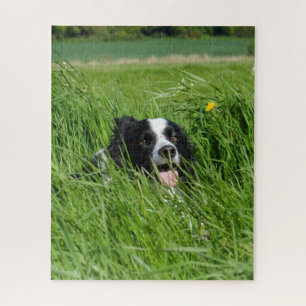 Schwarz-weißer Collie im Gras