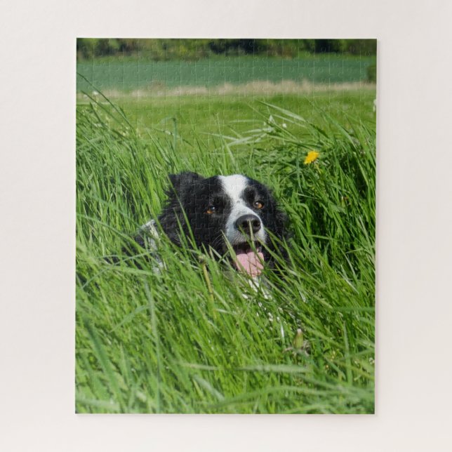 Schwarz-weißer Collie im Gras (Vertikal)