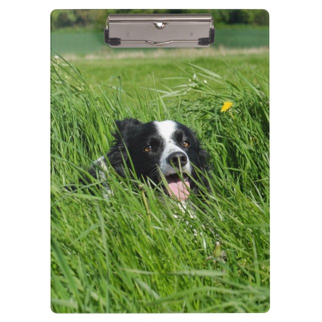 Schwarz-weißer Collie im Gras Klemmbrett (Vorderseite)