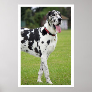 Schwarz-weißer Deutsche Dogge Poster