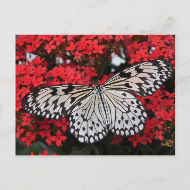 Schwarz-weißer gepunkteter Schmetterling auf üppig Postkarte (Vorderseite)