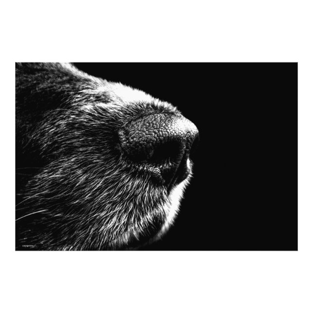 Schwarz-weißer Hund Nase Foto Poster Moderne Kunst (Vorne)