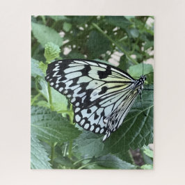 Schwarz-weißer Schmetterling