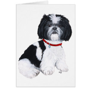 Schwarz-weißer Shih Tzu