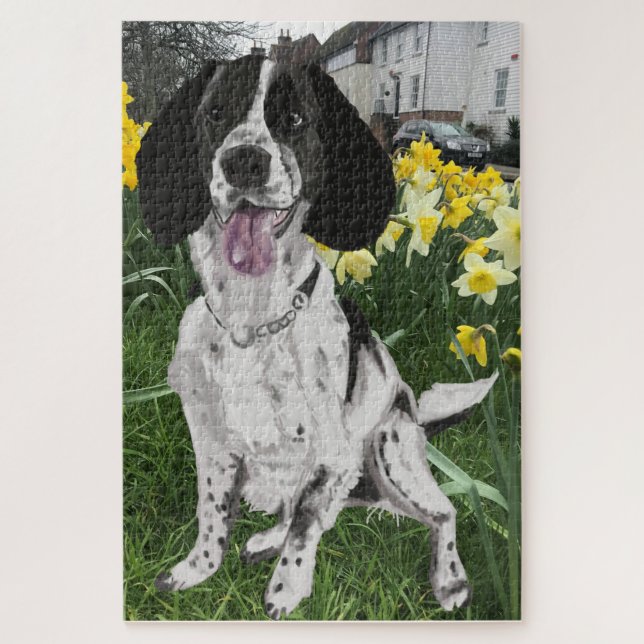 Schwarz-weißer Springer Spaniel gegen Narzissen (Vertikal)