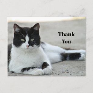 Schwarz-weißer Tuxedo-Katzen-Foto-Dankeschön Postkarte