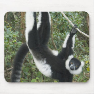 Schwarz-Weißer Vari (Varecia Mousepad