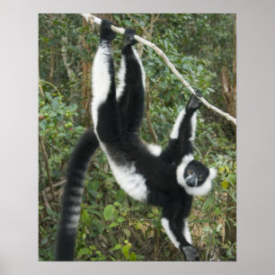 Schwarz-weißer Vari, (Varecia Poster