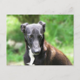 Schwarz-weißer Windhund Postkarte