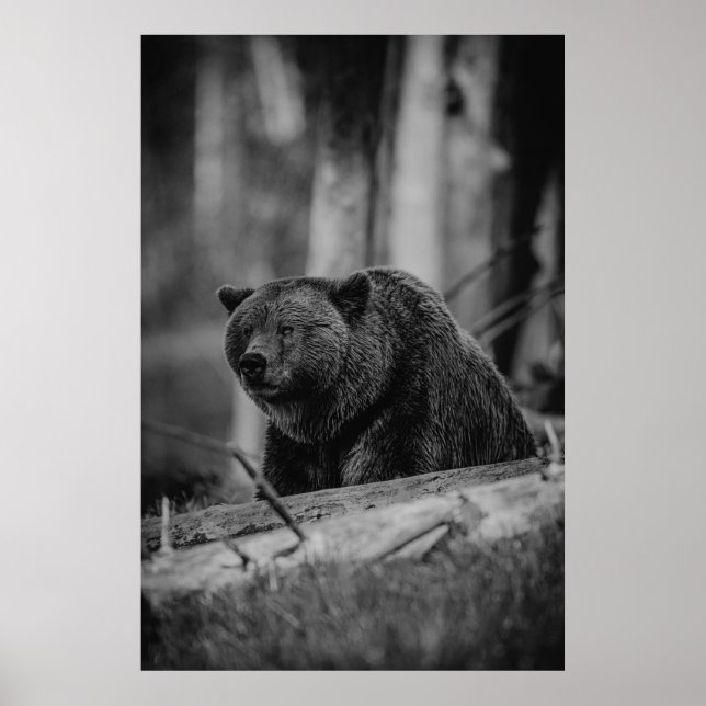 Schwarz-weißes Foto Bären Moderne Rustikale Kabine Poster (Vorne)